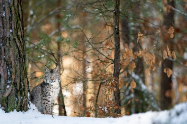 Luchs, Avrupa ormanlarında ağaçların arasında gün batımını izleyen ağacın yanında duruyordu. Vaşak. Yırtıcı hayvan doğal ortamında.