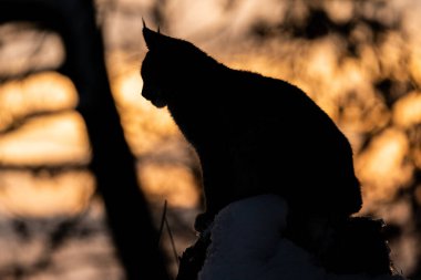 Arka planda günbatımı olan bir ormanda oturan bir vaşağın silueti. Önünde vahşi bir vaşak olan turuncu gün batımı. Avrupa ormanları. Vaşak vaşak.