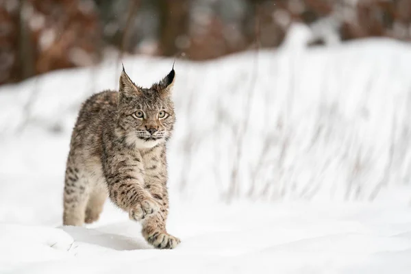 Młody Lynx Biegnie Zimą Śnieżna Przyroda Dużym Kotem Drapieżnik Europejski — Zdjęcie stockowe