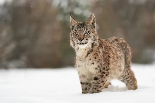 リンクスの子は雪の中に立って カメラを前にしています 危険な動物と冬 寒い気候の野生生物 リンクス リンクス — ストック写真