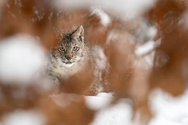 Verborgen Lynx Tussen Boombladeren Winter Roofdier Sneeuw Bladeren Lynx Lynx — Stockfoto