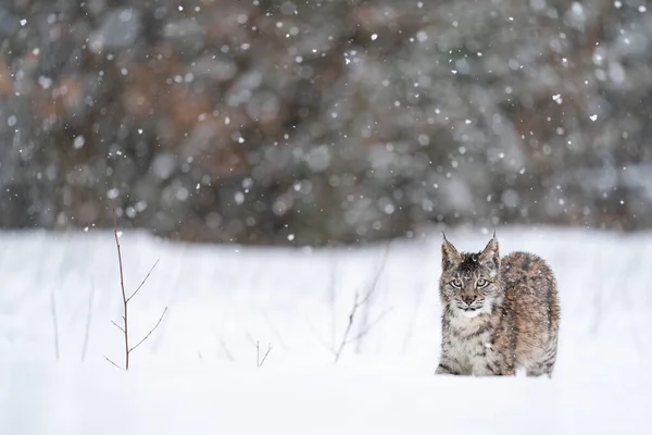 Lynx Cammina Sul Campo Neve Forte Nevicata Inverno Freddo Con — Foto Stock