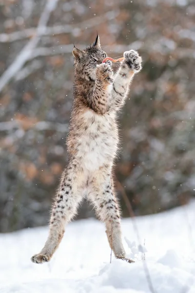 Lynx跳 Lynx在空中捕猎猎物冬天的动物嬉戏 Lynx Lynx — 图库照片
