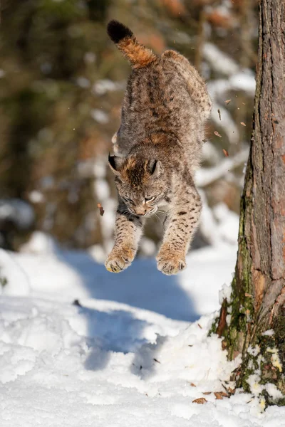 Lynx Saltando Desde Tronco Del Árbol Bosque Invierno Hasta Bramido —  Fotos de Stock