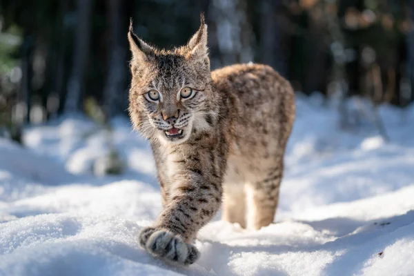 冬の雪に覆われた森の中を 口を開けて歩くオオカミの姿がクローズアップされます 自然の生息地で野生のリンク動物 リンクス リンクス — ストック写真