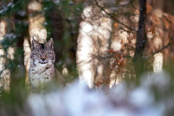 Lynx Nascosto Nella Foresta Con Retroilluminazione Tra Gli Alberi Predatore — Foto Stock