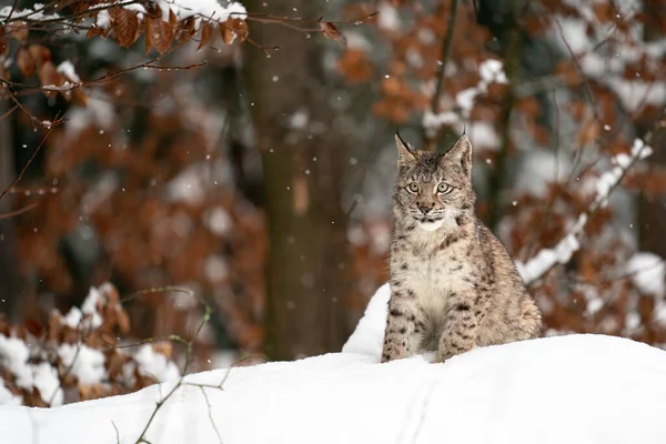 林登坐在落叶森林边的雪地里 季节性的野生天气 山猫在自然的冬日里 Lynx Lynx 图库照片