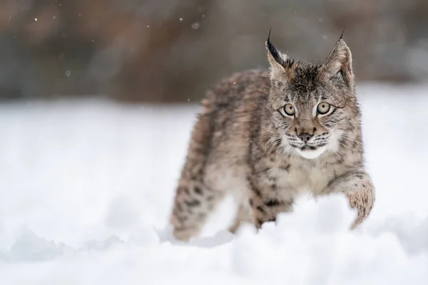 山猫宝宝在雪地里散步 寒冷的冬天与野生动物掠食者 Lynx Lynx在他的自然栖息地的野生动物 图库图片