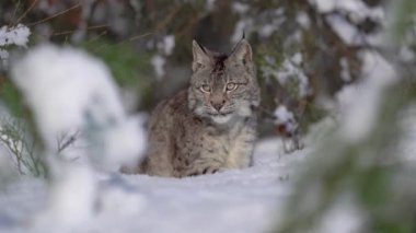 Avrasyalı vaşağı yalıyor ormandaki karda saklanıyor ve pençelerini yalamaya ve temizlemeye başlıyor. Vahşi hayvan, orta boy büyük kedi. Cepheden yakın çekim. Vaşak vaşak