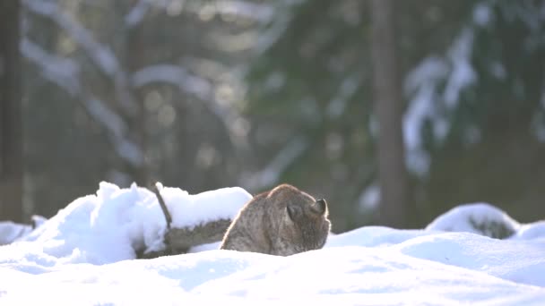 Lynx Leccarsi Curiosamente Guardarsi Intorno Nella Neve Profonda Una Foresta — Video Stock