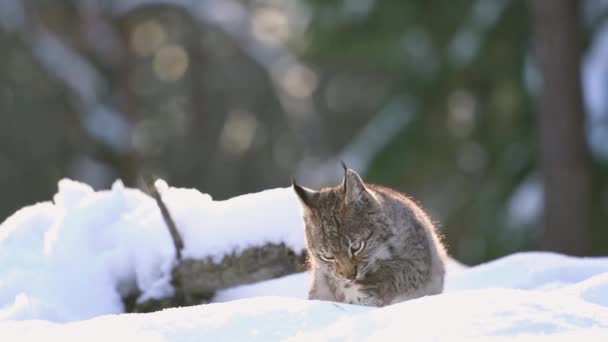 Closeup Shot Eurasian Lynx Licking Himfself Deep Snow Winter Forest — Stock Video