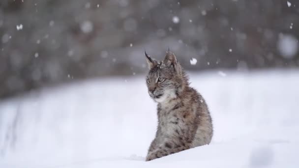 Lynx Sitter Snön Kraftigt Snöfall Slutet Kommer Frontalt Ramen Vintertema — Stockvideo