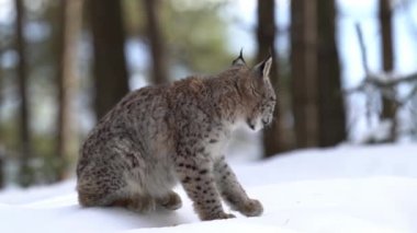 Luchs ormanda karda yan oturuyordu. Kendini yalıyor ve karda kameraya doğru yürüyor. Vahşi hayvan, orta boy büyük kedi, kış mevsimi, soğuk, yavaş çekim, Lynx vaşak