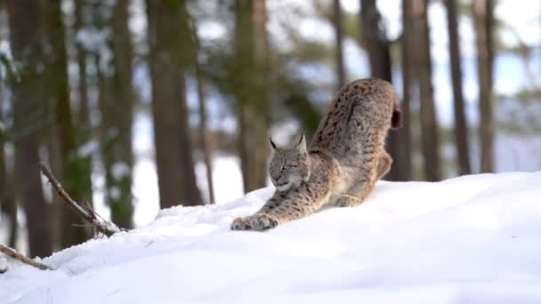 Eurázsiai Hiúz Lynx Hiúz Sétál Havon Téli Erdőben Nyújtózkodik Vissza — Stock videók