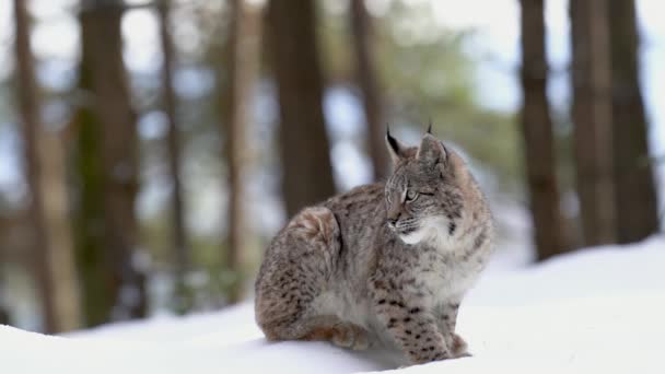 Petit Lynx Côté Assis Sur Neige Par Une Journée Ensoleillée — Video