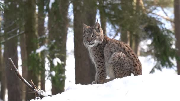 Eurasian Lynx Sitting Sideways Snow Walking Left Right Winter Forest — Stock Video