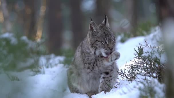 Lynx在雪地的蓝莓地里舔自己冬季森林与部分隐藏的野生动物 中等大小的猫 慢动作Lynx Lynx — 图库视频影像