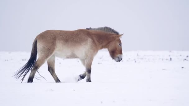 Przewalskis Häst Med Snö Mongoliska Vilda Häst Promenader Vintern Natur — Stockvideo