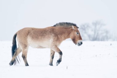 Przewalski Atı kışın, arka planda ağaçlarla ve manzarada karla yürüyor. Vahşi hayvanlarla soğuk kış doğası.