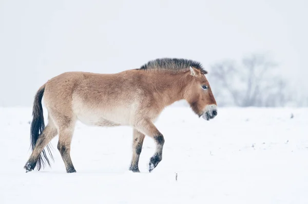 冬日里 雪地里的白雪 背景里的树木 使普热瓦利斯基斯的马在散步 与野生动物的寒冷冬季自然 免版税图库照片