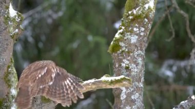 Tawny owl landing on a tree branch in winter. Brown owl arrival in slow motion. Winter forest with snow and bird flying to the perching on a branch. European forest in the cold season. Strix aluco