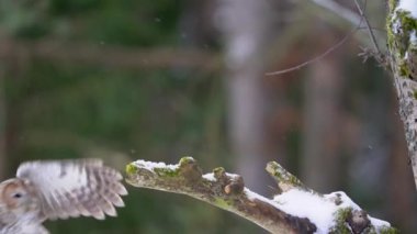 Tawny owl touch down tree branch with snow in slow motion. Small brown owl landing in winter forest. Bird landing in european wildlife nature. Strix aluco. Cold winter season, animal theme.