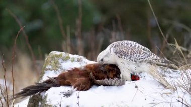 Gyrfalcon karlı zeminde avlanan sıradan bir sülünü topluyor. Karlı kayalarda dua eden kuş. Avlanan kuşun kablo tüyleri. Falco rusticolus
