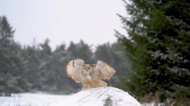Siberian Eagle Owl landing down to rock with snow in slow motion. Landing touch down with widely spread wings in the cold winter. Wildlife animal scene. Bubo bubo sibircus