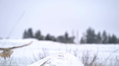 Siberian Eagle Owl flying from background to foreground and landing down to rock with snow. Slow motion landing touch down with widely spread wings in the cold winter. Animal winther theme. Bubo bubo