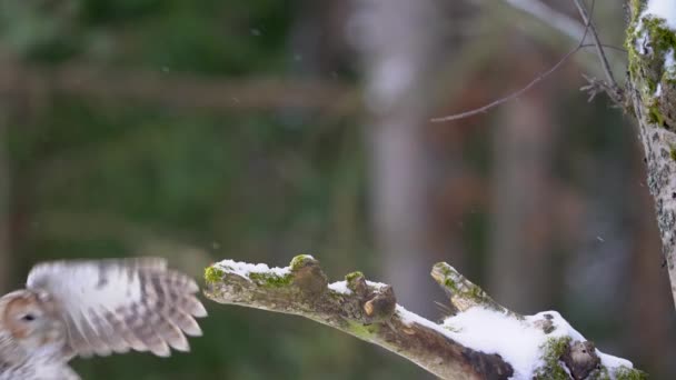スローモーションで雪の木の枝にタワニーフクロウタッチダウン 冬の森に小さな茶色のフクロウ着陸 ヨーロッパの野生動物の自然界における鳥の着陸 スタリックス アルコ 寒い冬 動物のテーマ — ストック動画