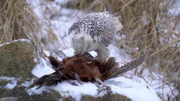 Gyrfalcon Oskubujący Polowanego Bażanta Śnieżnej Ziemi Ptak Modli Się Przodu — Wideo stockowe