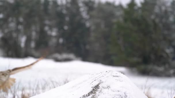 Sibirisk Örnuggla Landar Den Snöiga Klippan Med Vinterskog Bakgrunden Slow — Stockvideo