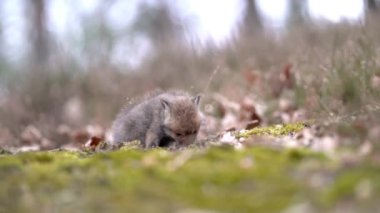 A fox cub on the ground of the autumn forest. A small fox feeding from the ground, shivering in the cold. Autumn wild nature. Cute cub in natural habitat. Red fox. Vulpes vulpes