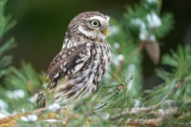 Kozalaklı bir ağacın dallarından süzülen meraklı küçük bir baykuş. Küçük bir baykuşla vahşi yaşam fotoğrafı. Athene noctua