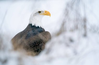 Kar ve soğukla çevrili kel kartal. Amerikan sembollü kış hayvan teması. Doğal ortamında Raptor. Haliaeetus leucocephalus