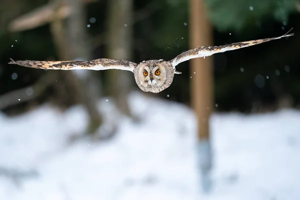 長い耳のフクロウ寒さの雪の冬の森の中でカメラに直接飛んでいる 鳥の飛行の凍結運動 亜細亜大豆 — ストック写真