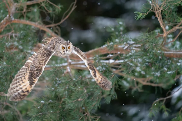 Long-eared owl flying in cold snowing winter forest. Frozen motion of bird flight with spread wings. Asio Otus. Flying from left to right.