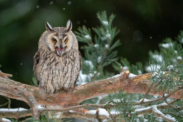 Rufende Langohr Eule Sitzt Auf Einem Ast Winterwald Mit Nadelbäumen — Stockfoto