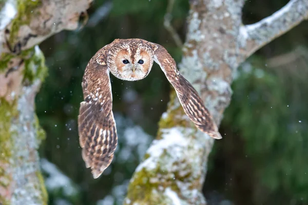 冬の森の中を飛ぶフクロウ 野生の自然写真 ヨーロッパの自然を正面から眺めながらフクロウを間近で見ることができます ダイナミック モーション キャプチャー スタリックス アルコ 翼を広げた鳥 — ストック写真
