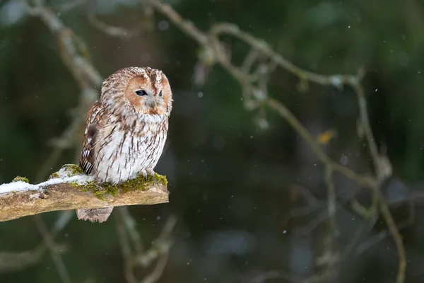 Tawny Owl Sedí Lese Větvi Stromu Sníh Lese Zimní Příroda — Stock fotografie