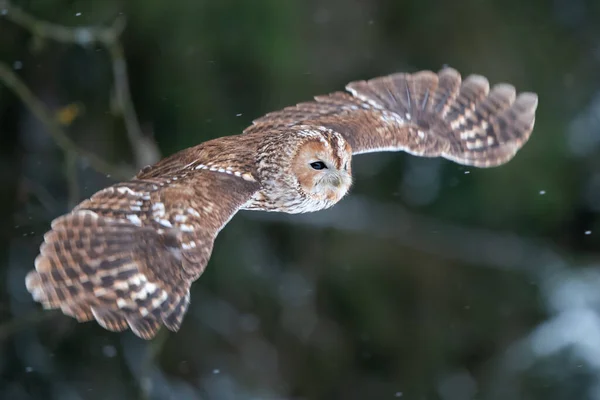 森の中を飛んで広く広がった翼を持つ小さなフクロウ 野生動物 フクロウの背景に暗いぼやけた自然と空気中を飛んでいます ヨーロッパの冬の季節 Strix Aluco — ストック写真