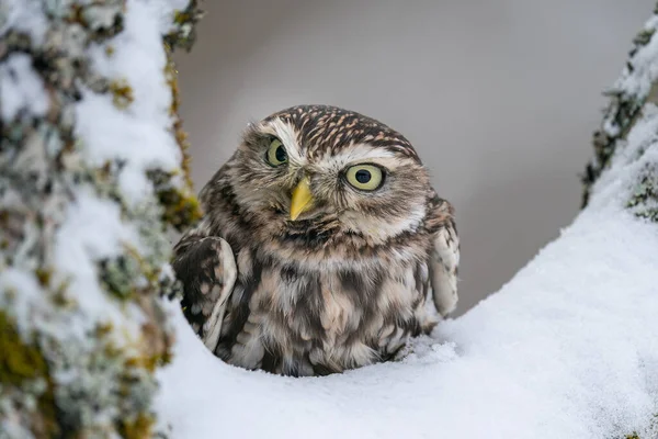 Curious Little Owl Look Snowy Tree Left Athene Noctua Winter — Stock Photo, Image