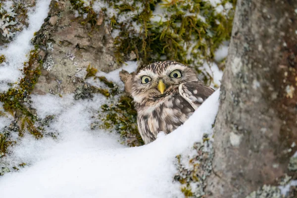 雪の中に隠された好奇心旺盛な小さなフクロウ 隠れるために模倣を使用して自然フクロウの生息地 アテネ ノクトゥア 冬の季節 — ストック写真