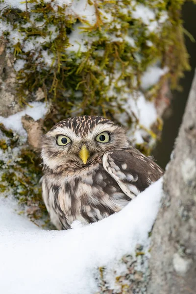 Closeup Little Owl Hidden Snowy Nature Mimicry Owl Tree Athene — Stock Photo, Image