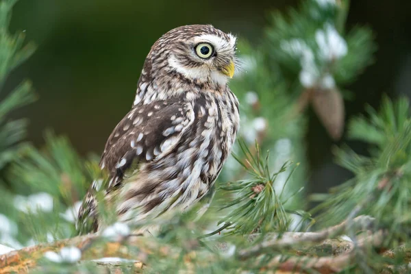 Curious Little Owl Peeping Branches Coniferous Tree Winter Wildlife Photo — Stock Photo, Image
