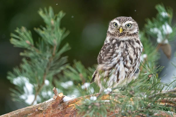 Llittle Owl Standing Branches Coniferous Tree Winter Wildlife Photo Small — Stock Photo, Image