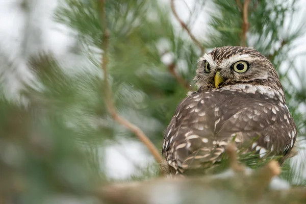 Llittle owl looking back on the branches of a coniferous tree. Athene noctua
