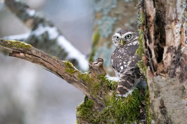 Yosun Karla Kaplı Bir Ağaç Gövdesine Saklanmış Küçük Baykuş Vahşi — Stok fotoğraf