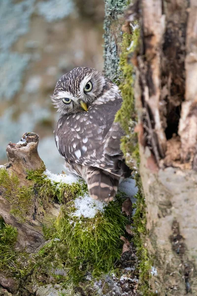 Little owl on a tree trunk with moss and snow looking directly to the camera. Closeup photo of small owl in wild winter nature. Athene noctua. European winter nature.