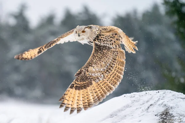 シベリアワシフクロウ右から左へ飛んでいます 羽を広げてフクロウの写真を閉じます 動物の冬のテーマ シビルカス ヨーロッパの冬の自然 — ストック写真